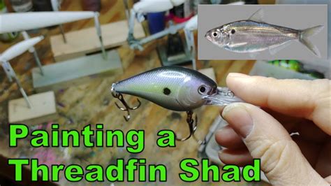 threadfin shad patterns.